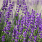 Lavender Flowers