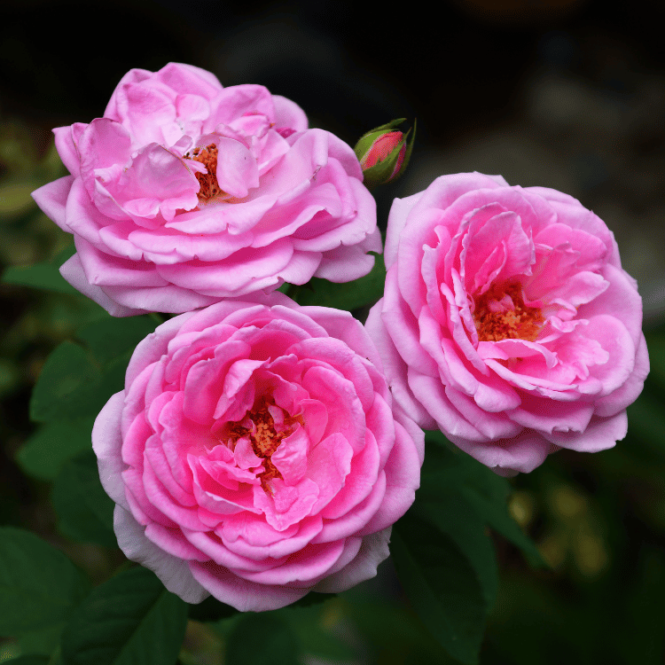 Rosa Damascena Flowers-1