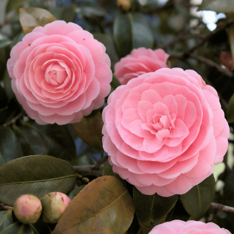 Camellia Japonica Flowers