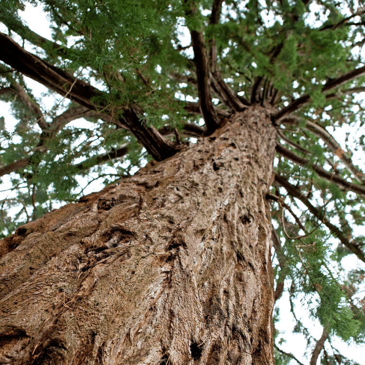 Cedar Tree-2