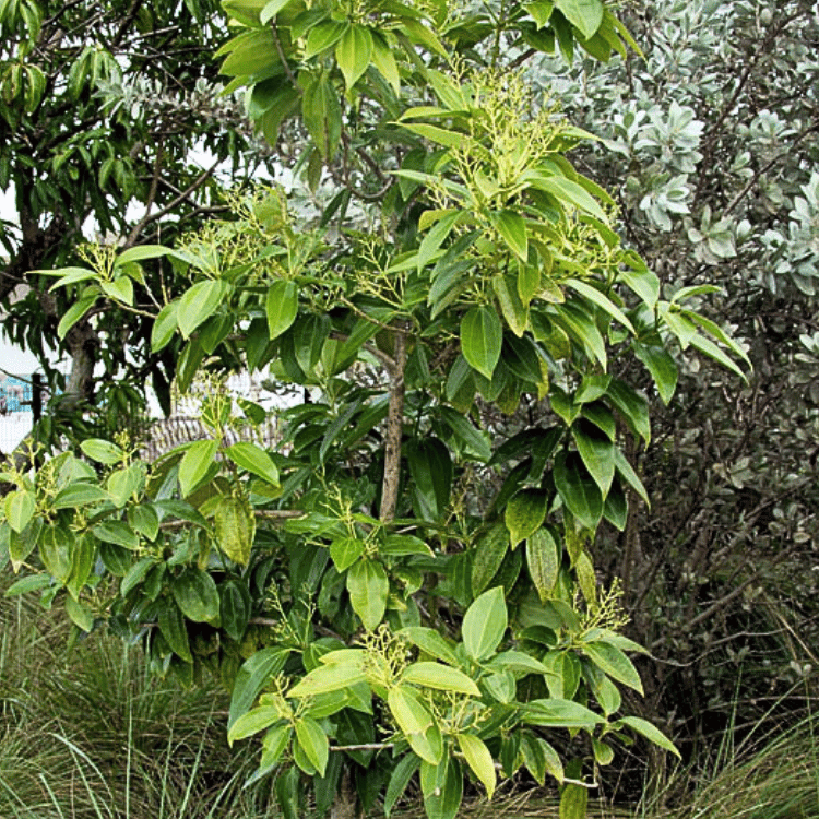 Cinnamomum zeylanicum Cinnamon Tree