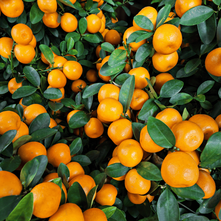 Citrus reticulata Red Mandarin