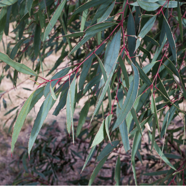 Eucalyptus Blue Mallee Leaves