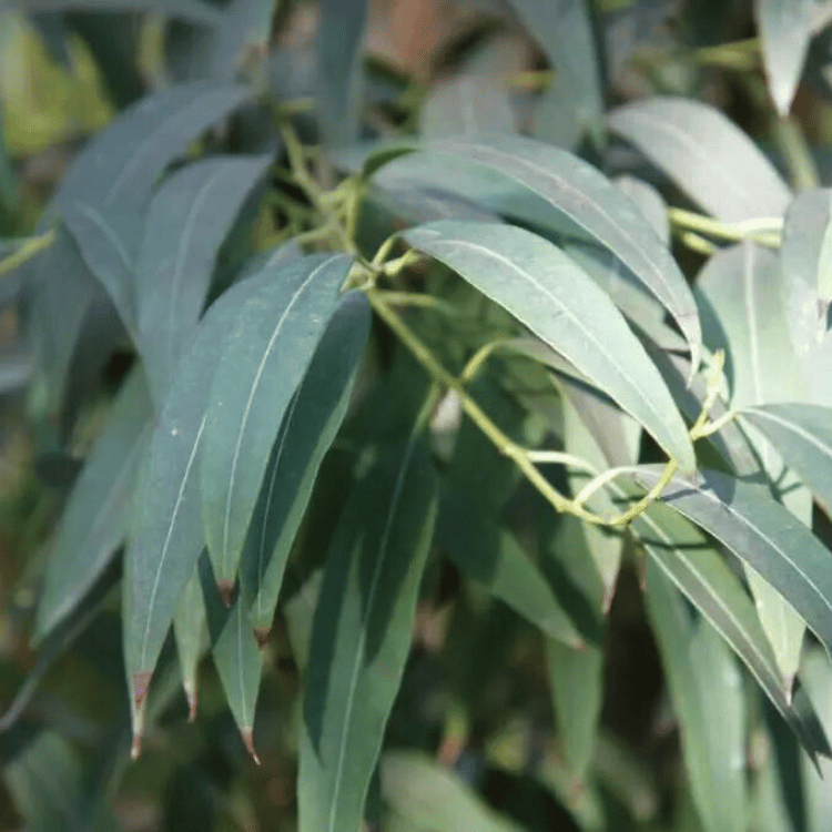 Eucalyptus Radiata Leaves