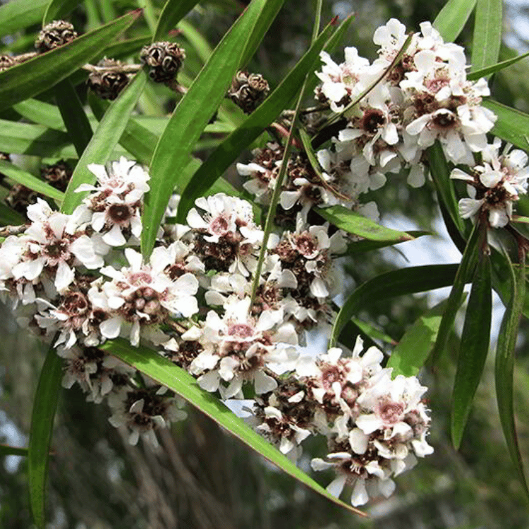 Fragonia Flowers