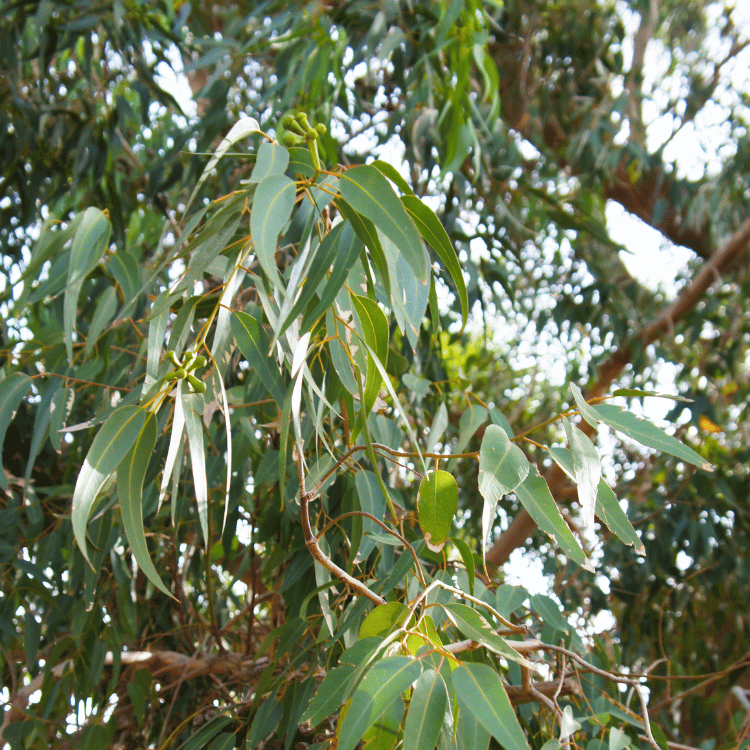 Lemon Eucalyptus Plant