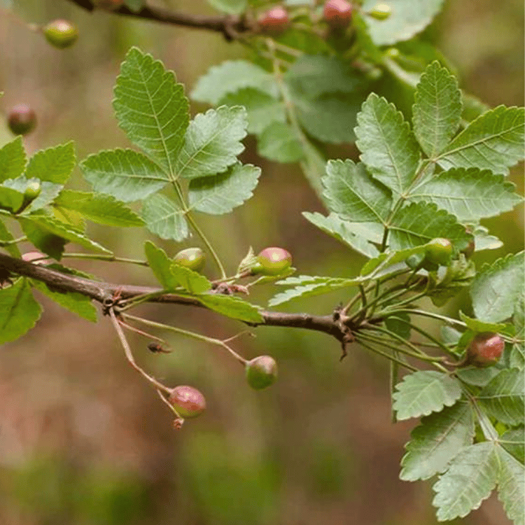 Linage Berry Plant