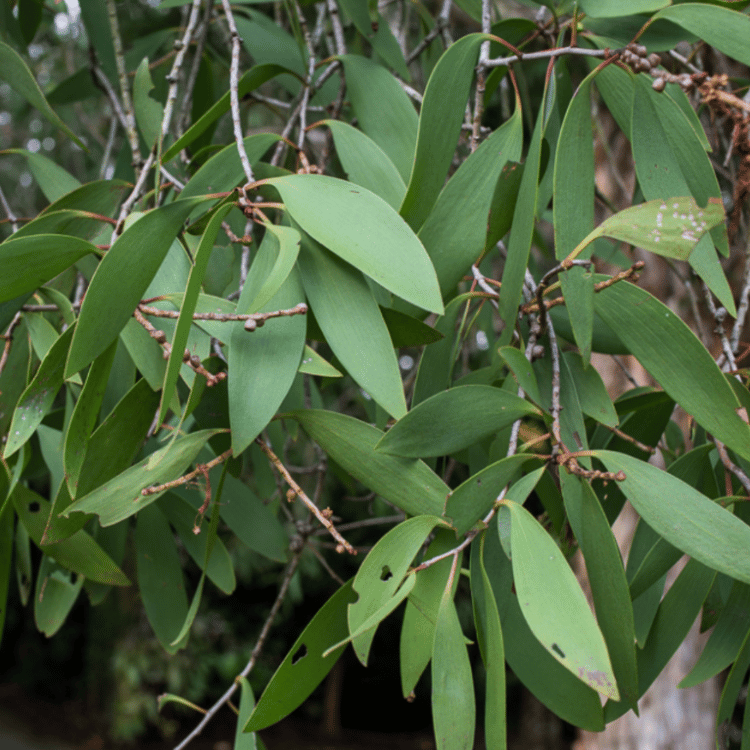 Melaleuca cajuputi Cajeput Tree
