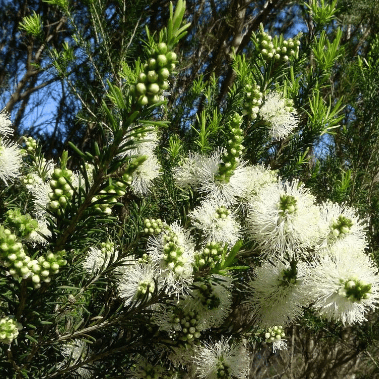 Melaleuca ericifolia Rosalina Plant