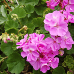 Pelargonium Geranium Plant