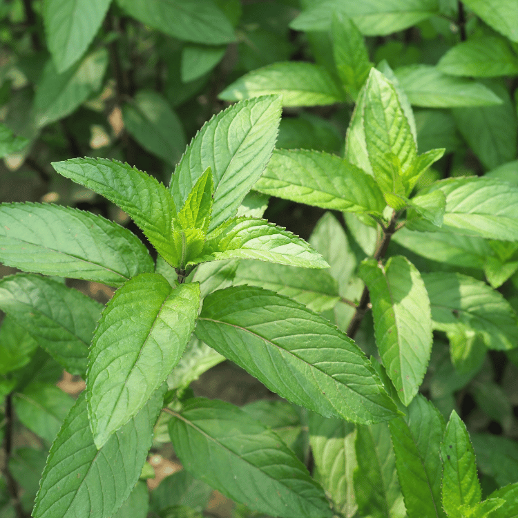 Peppermint Herb Plant