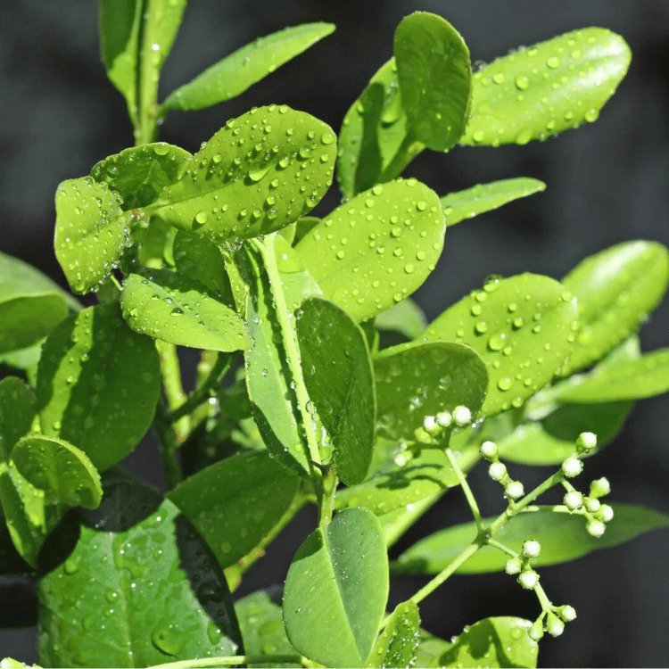 Ravensara Plant