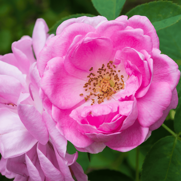 Rosa Damascena Flowers-2