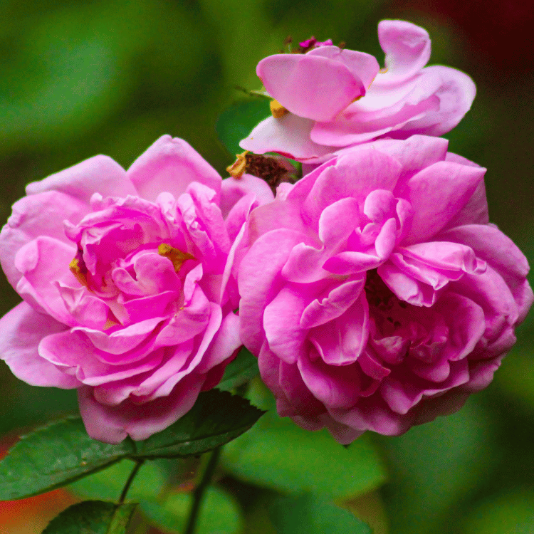 Rosa Damascena Flowers