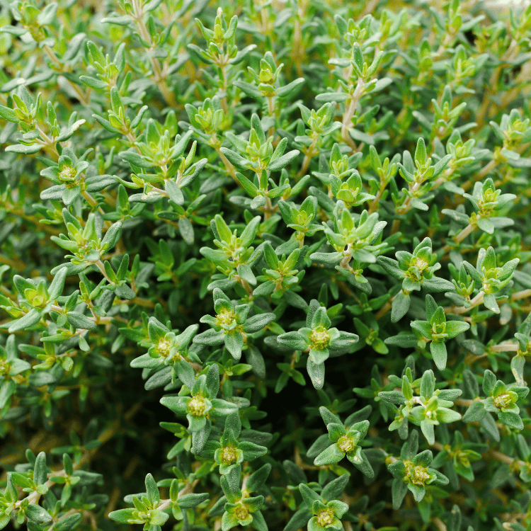 Thyme Herb Plant
