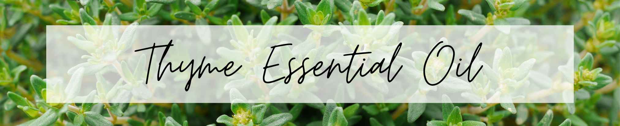 Nila Singapore Aromatherapy Bar | How to Use Essential Oils for Cleaning | Top 9 Disinfecting Essential Oils | Thyme Essential Oil