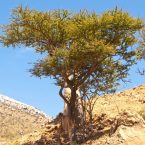 Commiphora myrrha Myrrh Tree