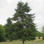 Pinus sylvestris Scotch Pine Tree