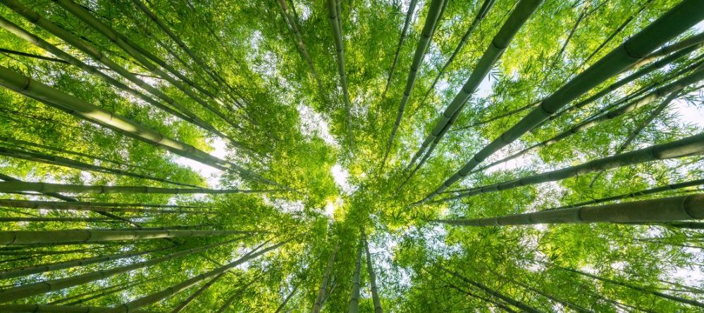 Nila Aromatherapy | Sustainability in Aromatherapy | Choosing Essential Oils That Support the Planet